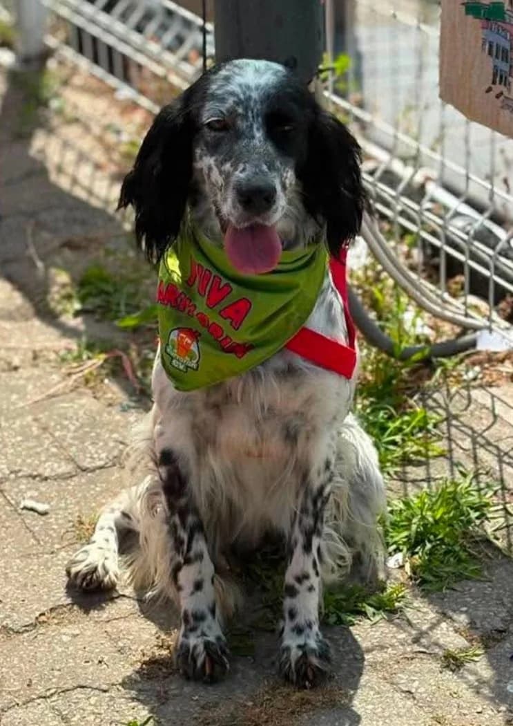 Miki, female 4yo English Setter for adoption at Settusfree