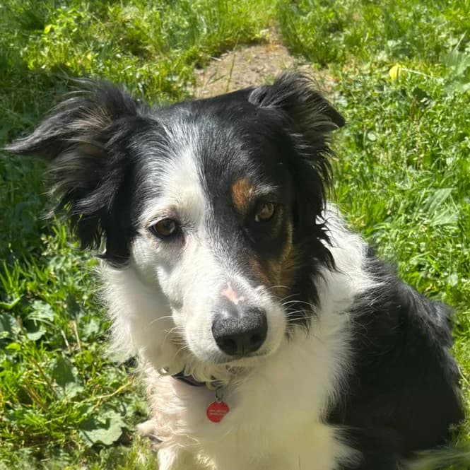 Princess, female senior Border Collie for adoption at Sheffield Dog Rescue