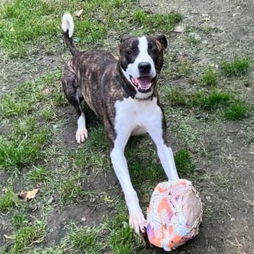 Reggie, male 6yo Staffordshire Bull Terrier for adoption at Sheffield Dog Rescue