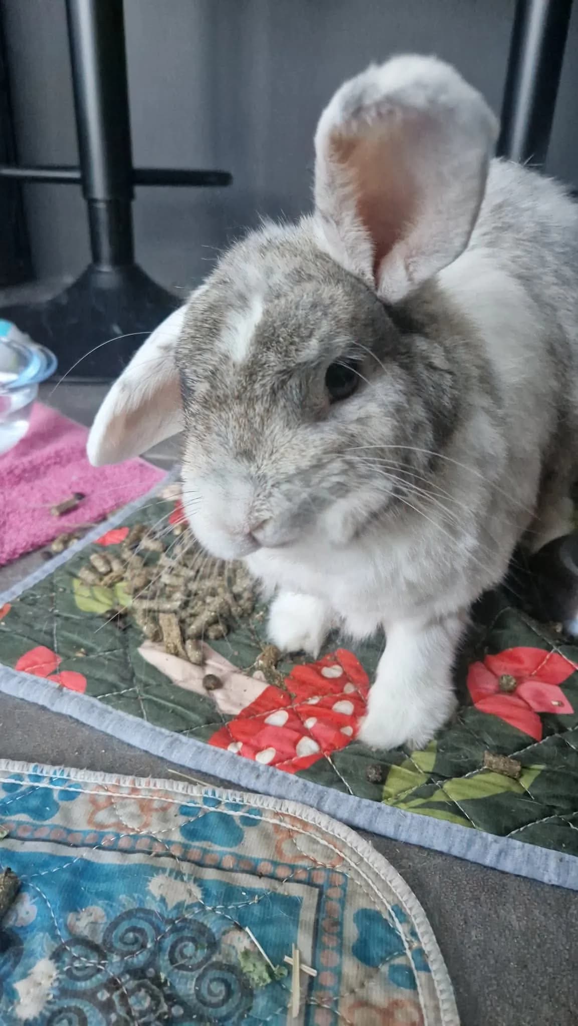 Arthur, male mixed breed for adoption at Shrewsbury Rabbit Rescue
