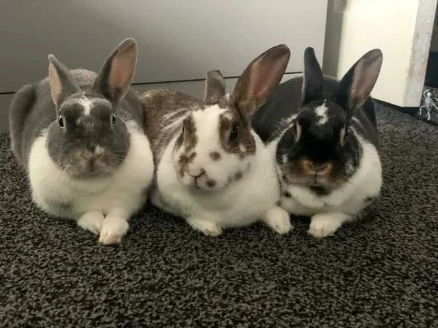 The Kardashian’s, female mixed breed for adoption at Shrewsbury Rabbit Rescue