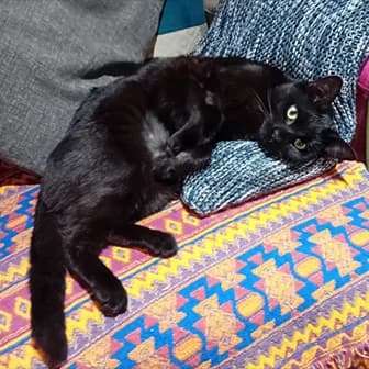 Derick, male Mixed Breed for adoption at Shropshire Street Cats