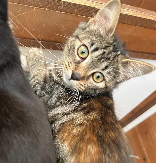 Bessie, female Mixed Breed for adoption at Shropshire Cat Rescue
