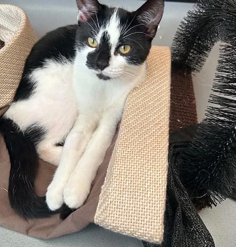 Crash, female puppy Mixed Breed for adoption at Shropshire Cat Rescue