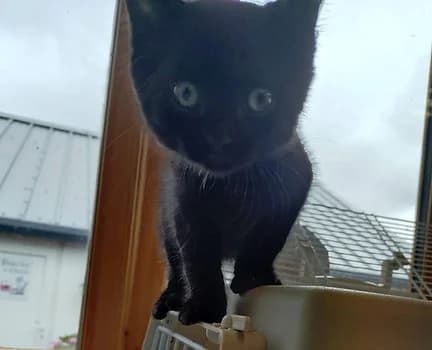 flint, male puppy Mixed Breed for adoption at Shropshire Cat Rescue