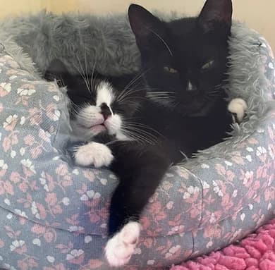 hallie and quinn, female puppy Mixed Breed for adoption at Shropshire Cat Rescue