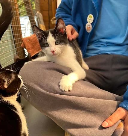 Thunder, male Mixed Breed for adoption at Shropshire Cat Rescue