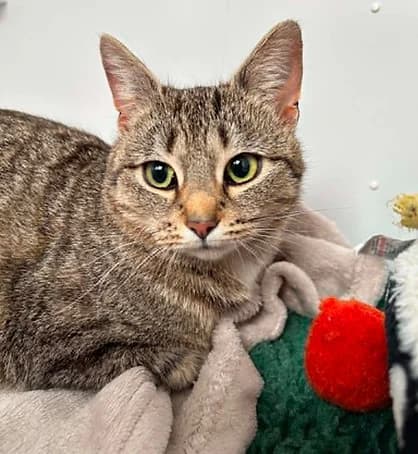 miranda and emily, female Mixed Breed for adoption at Shropshire Cat Rescue