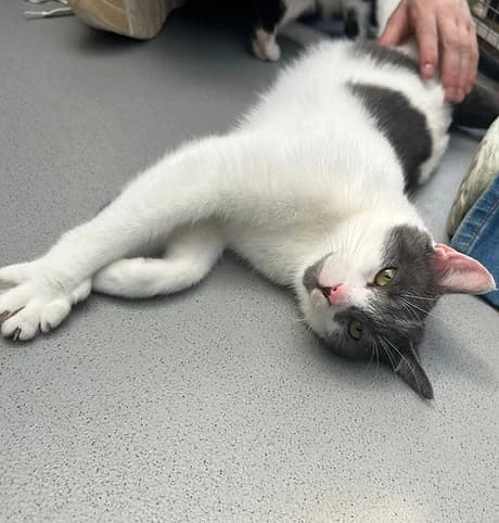 nimbus, female puppy Mixed Breed for adoption at Shropshire Cat Rescue