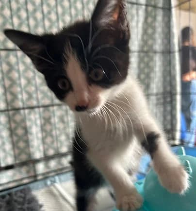 Otto, female puppy Mixed Breed for adoption at Shropshire Cat Rescue