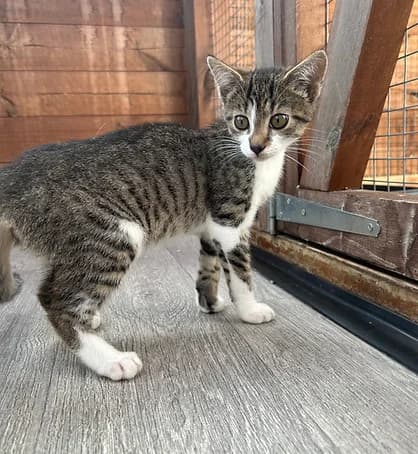 Pearl and Matilda, female puppy Mixed Breed for adoption at Shropshire Cat Rescue