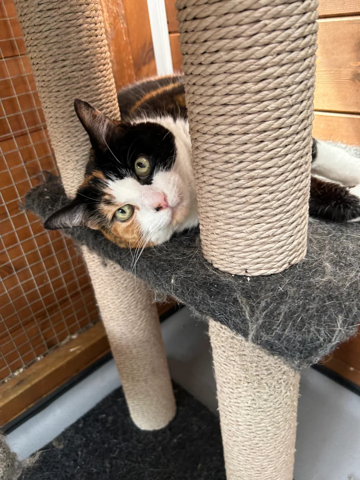 poppy, female Mixed Breed for adoption at Shropshire Cat Rescue
