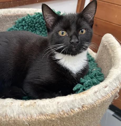 Rowan, female Mixed Breed for adoption at Shropshire Cat Rescue