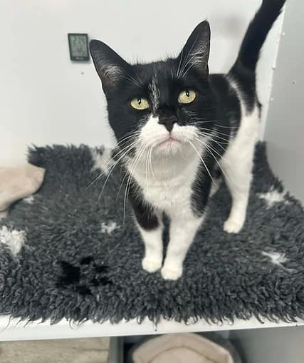 sweetpea, female Mixed Breed for adoption at Shropshire Cat Rescue