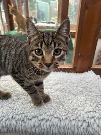 Warren's vital stats, male puppy Mixed Breed for adoption at Shropshire Cat Rescue