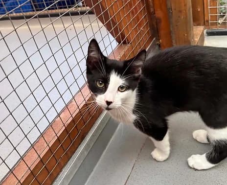 Zephyr and Thunder, male Mixed Breed for adoption at Shropshire Cat Rescue