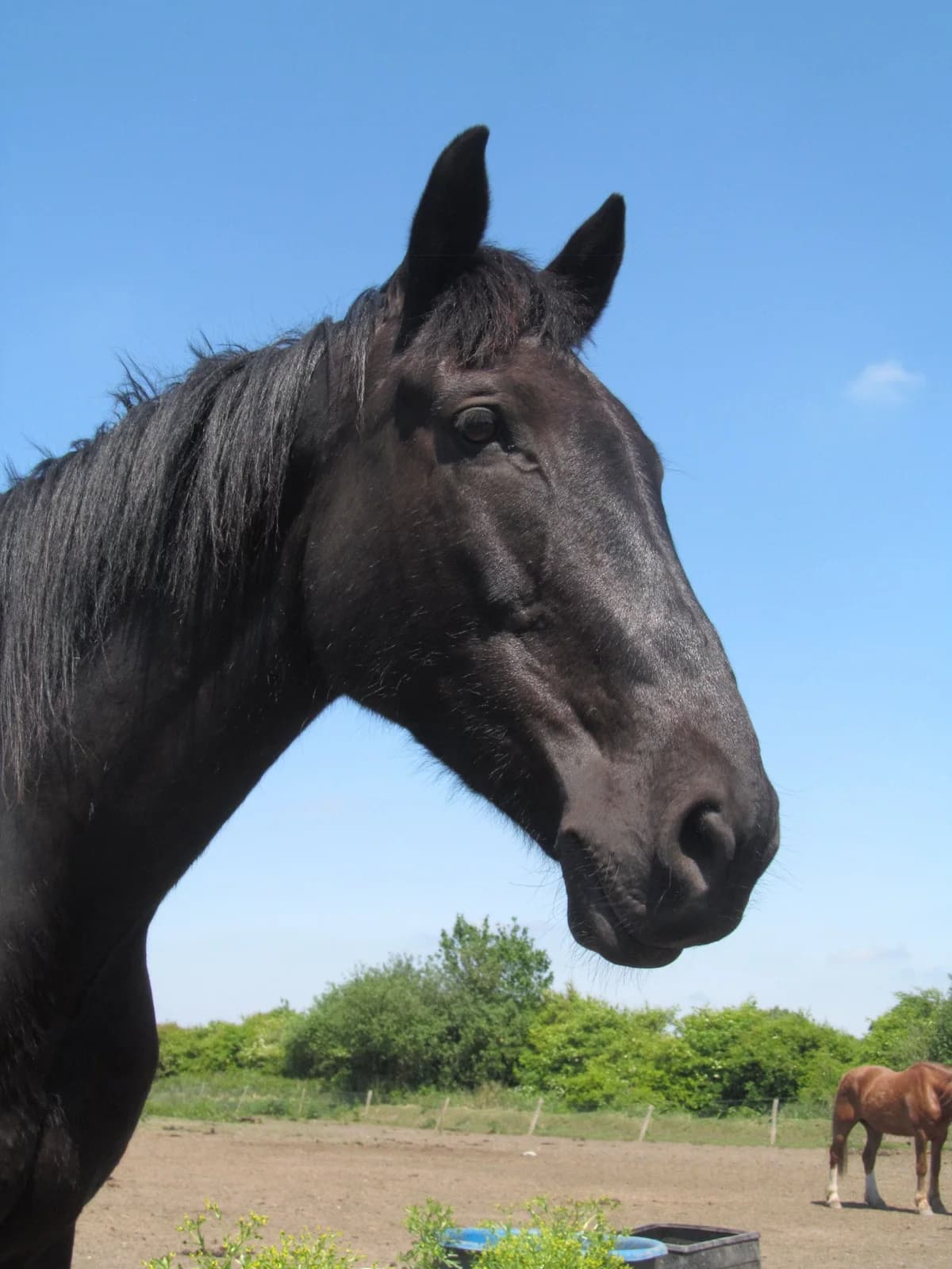 Sergeant, male senior mixed breed for adoption at Shy Lowen Horse and Pony Sanctuary