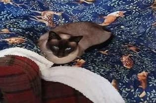 Lisel, Seal point female 4yo Siamese for adoption at The Siamese Cat Welfare Trust