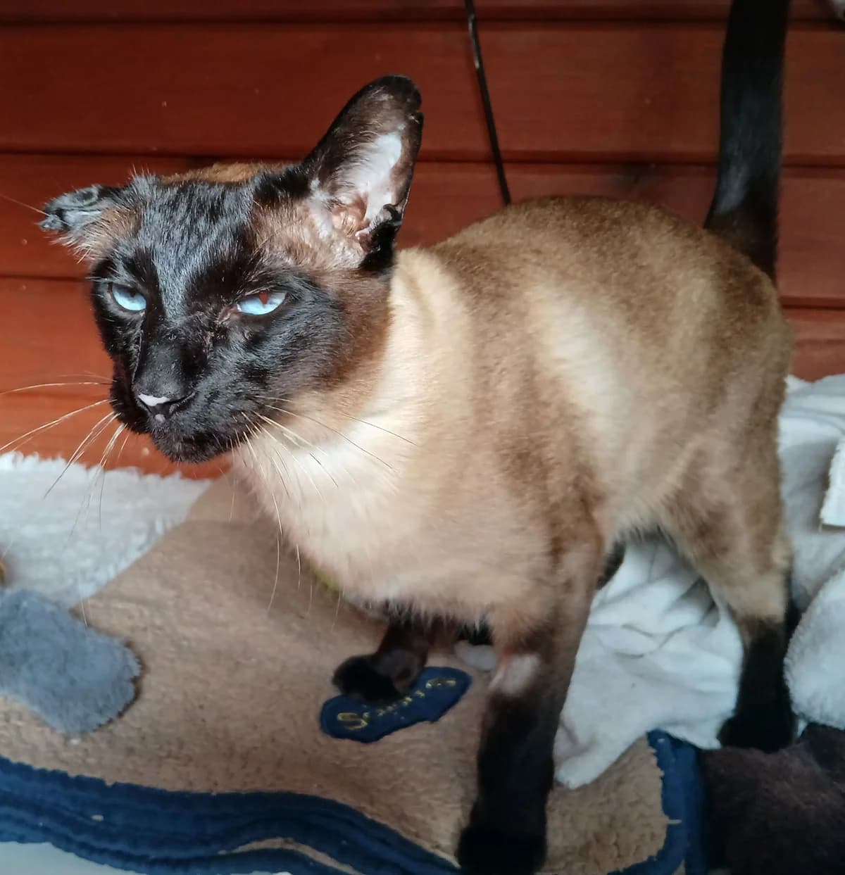 Georgieis, Seal Point female 6yo Siamese for adoption at The Siamese Cat Welfare Trust