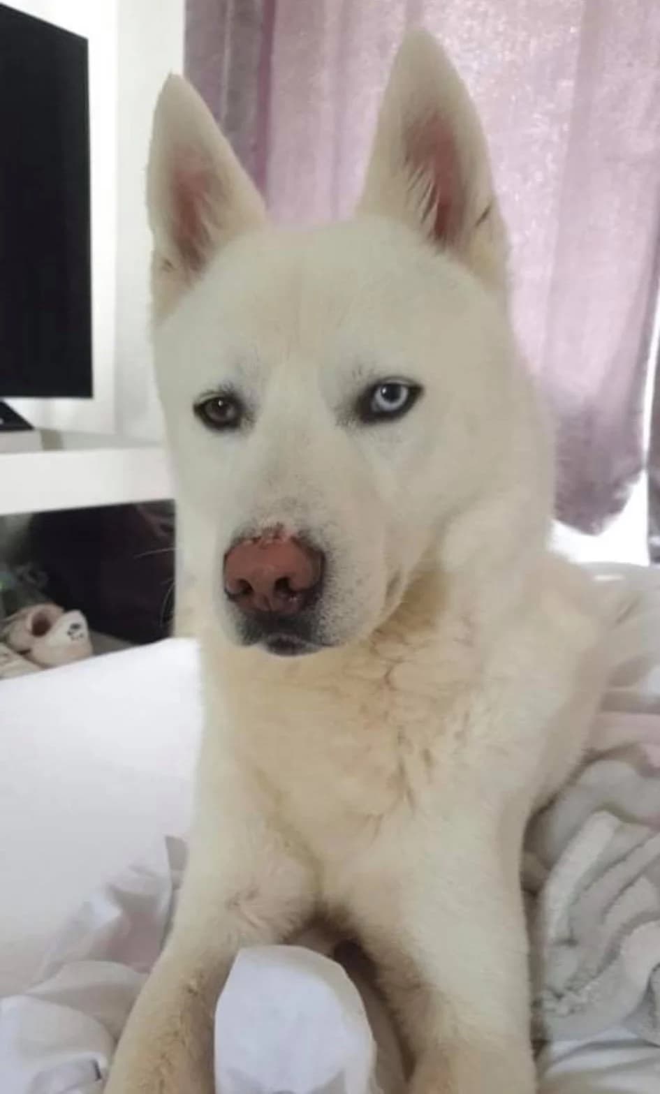 Leo, male 4yo Husky for adoption at Sibes and Sled Dogs Husky Welfare (SASD)