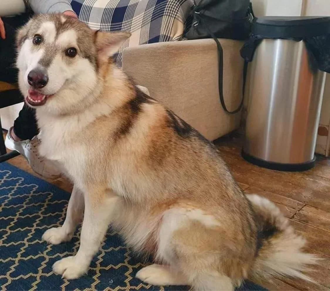 Parker, male young German Shepherd for adoption at Sibes and Sled Dogs Husky Welfare (SASD)