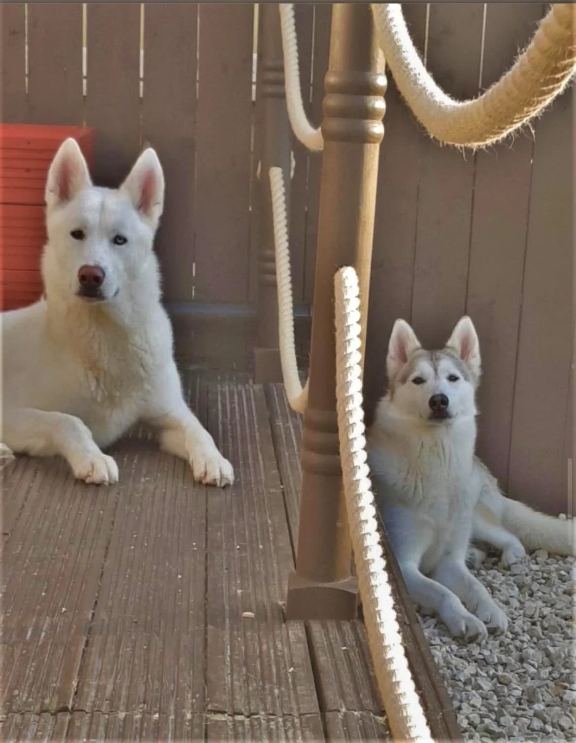Alfie & Maggie, male 5yo Husky for adoption at Sibes and Sled Dogs Husky Welfare (SASD)
