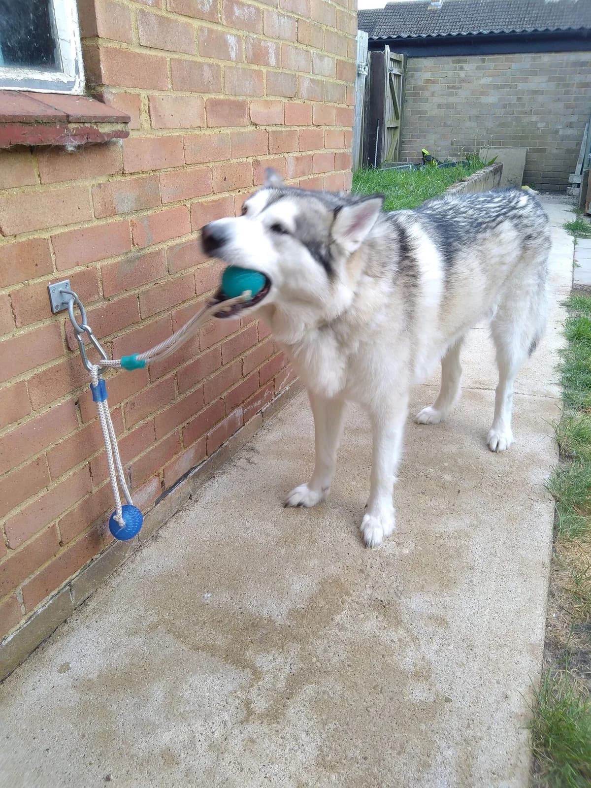 Bandit, male 4yo Husky for adoption at Sibes and Sled Dogs Husky Welfare (SASD)