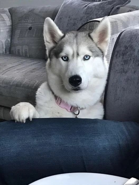 Nala, female senior Husky for adoption at Sibes and Sled Dogs Husky Welfare (SASD)