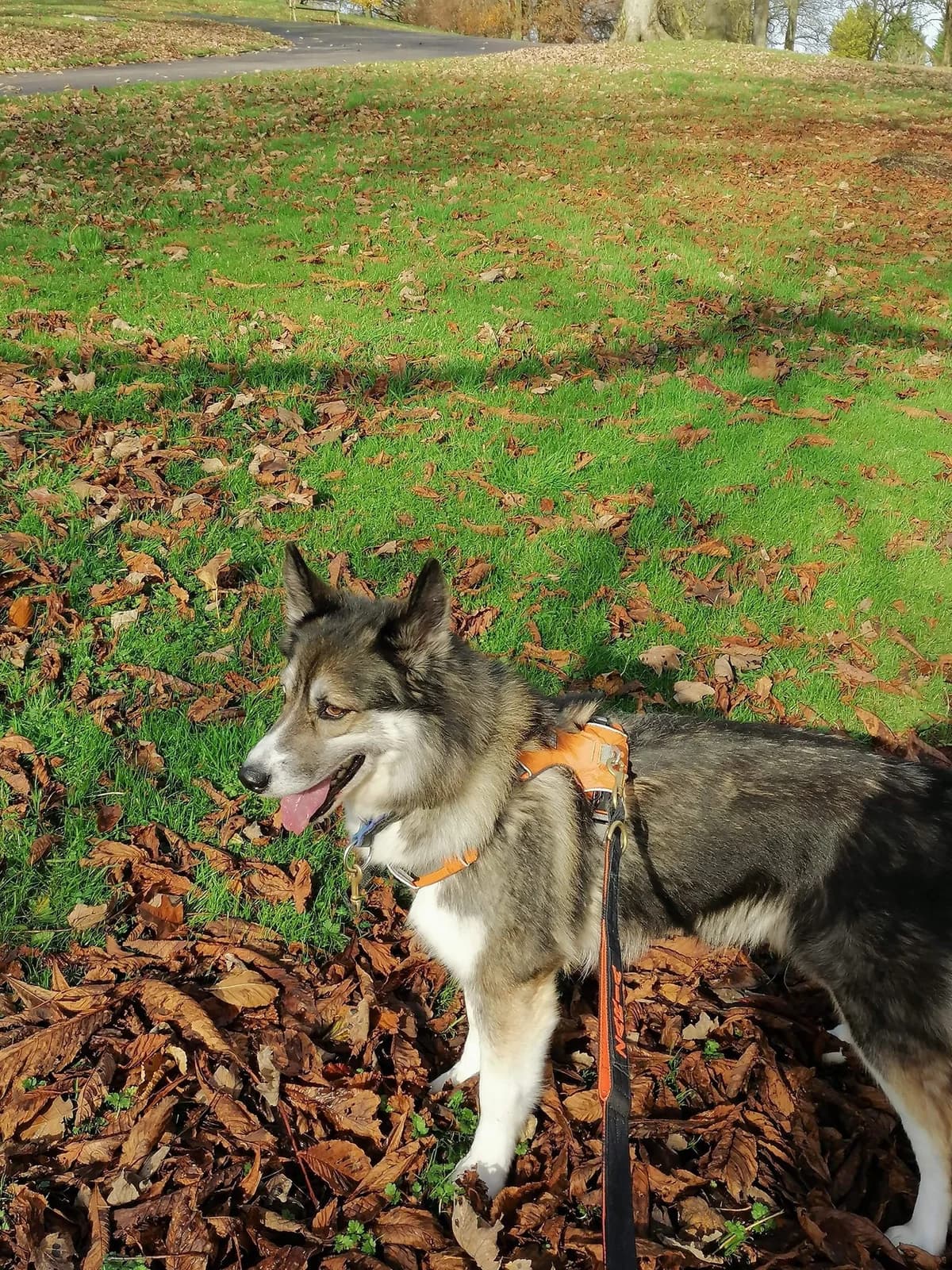 Luna, female 5yo Husky for adoption at Sibes and Sled Dogs Husky Welfare (SASD)