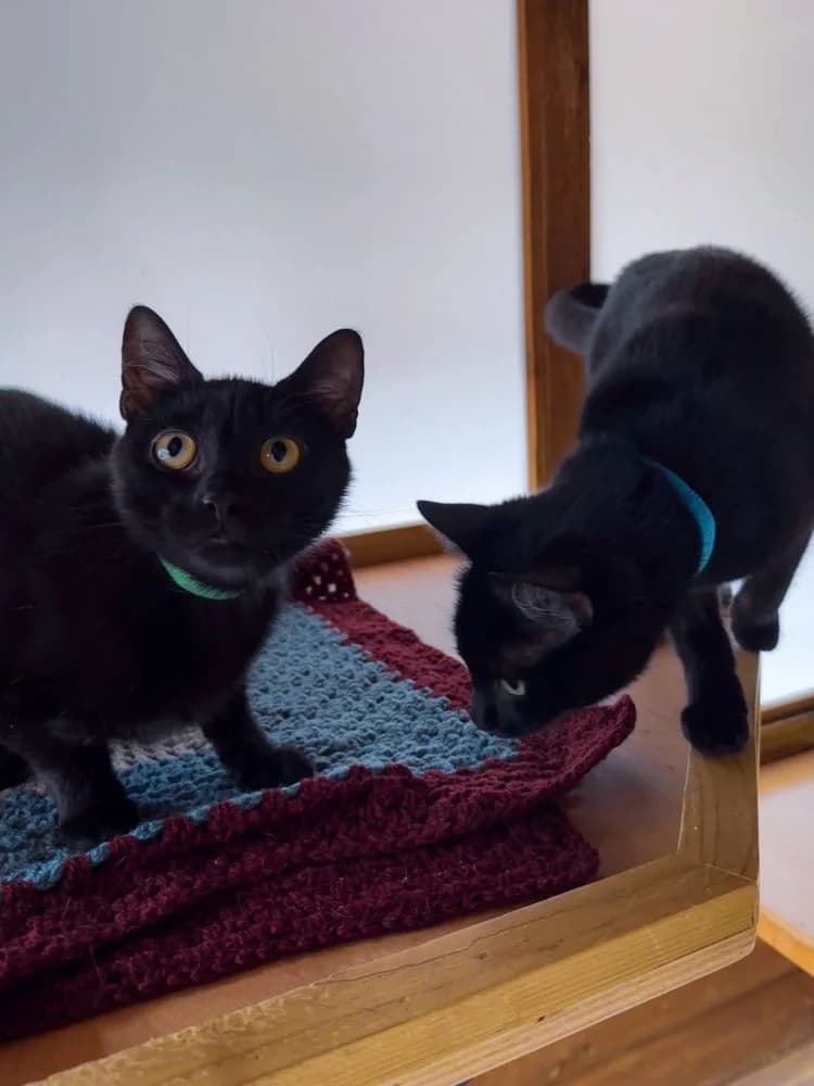 Bobbie and Phyllis, male puppy Mixed Breed for adoption at Silk Cat Rescue