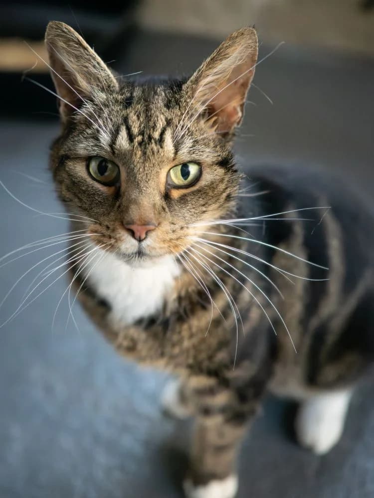 Rusty, male senior Mixed Breed for adoption at Silk Cat Rescue