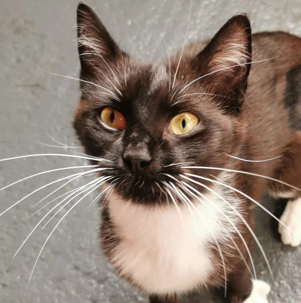 Whiskers, 3yo Mixed Breed for adoption at Silk Cat Rescue