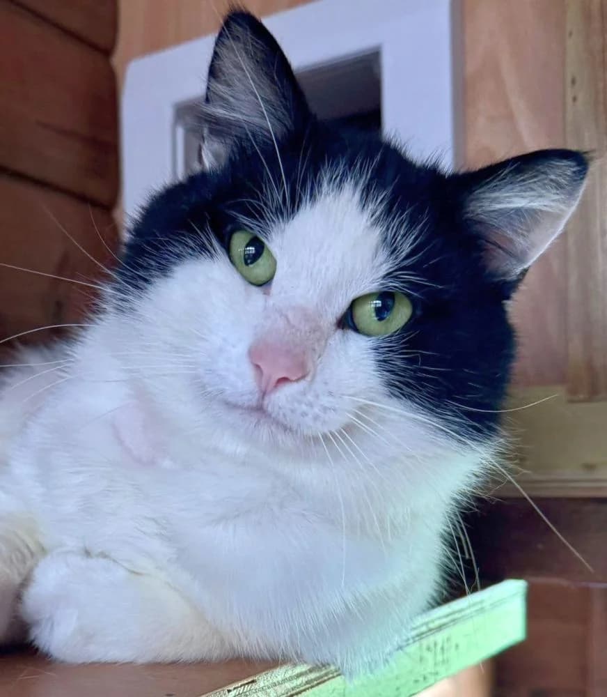 Woody, male 3yo Mixed Breed for adoption at Silk Cat Rescue