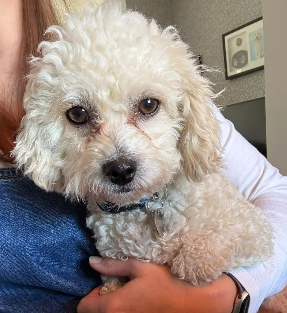 Yasmin, female young Maltese for adoption at Silver Fox Dog Rescue