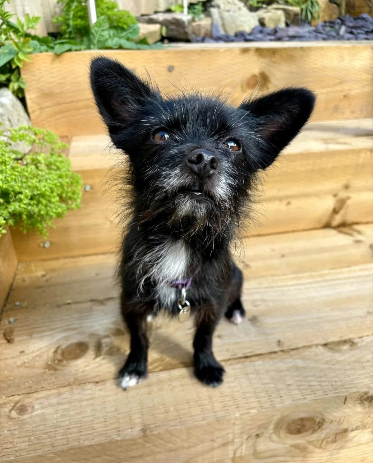 Dolly, female 7yo Chihuahua for adoption at Silver Fox Dog Rescue