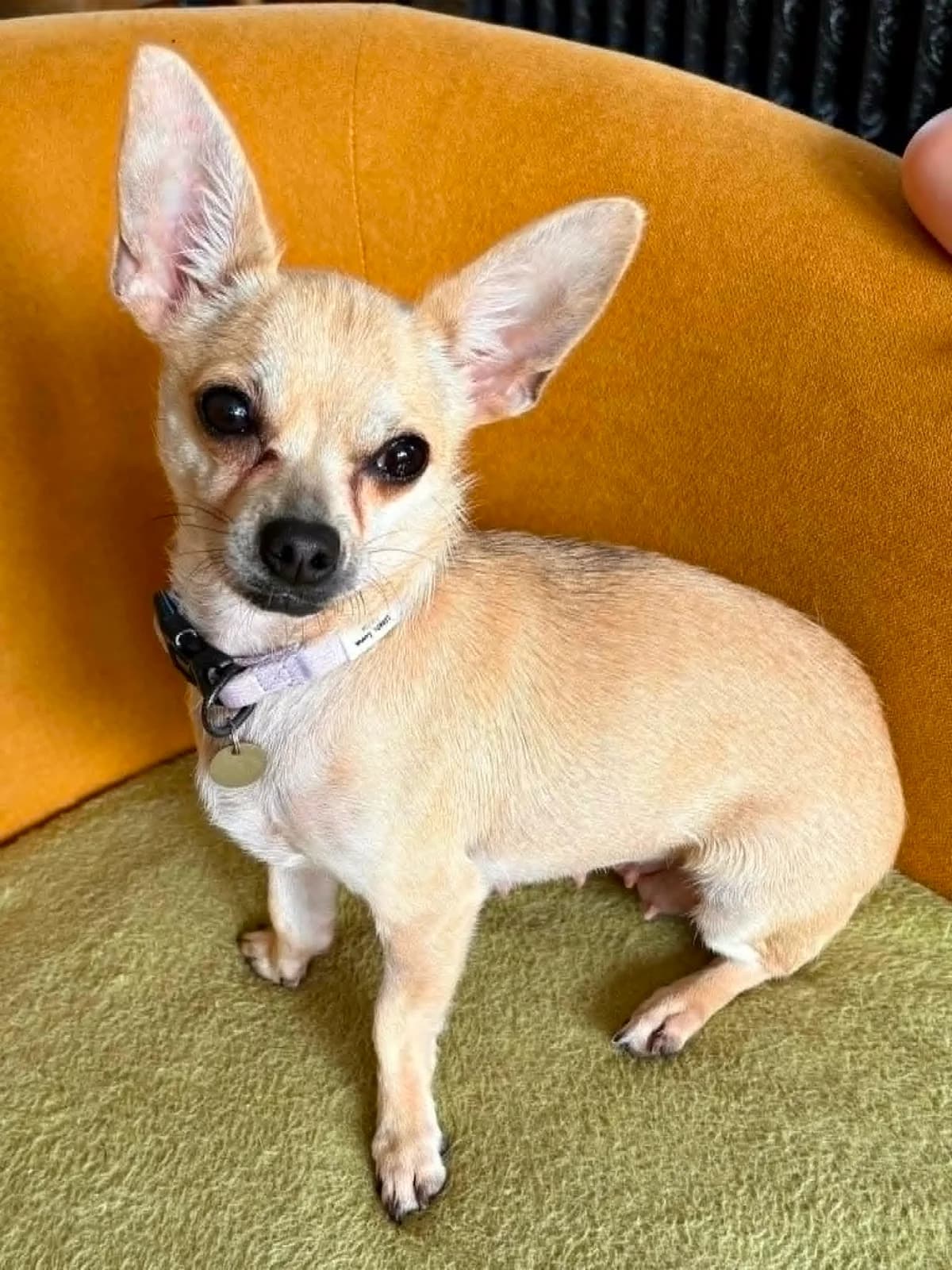 Lolli, female young Chihuahua for adoption at Silver Fox Dog Rescue