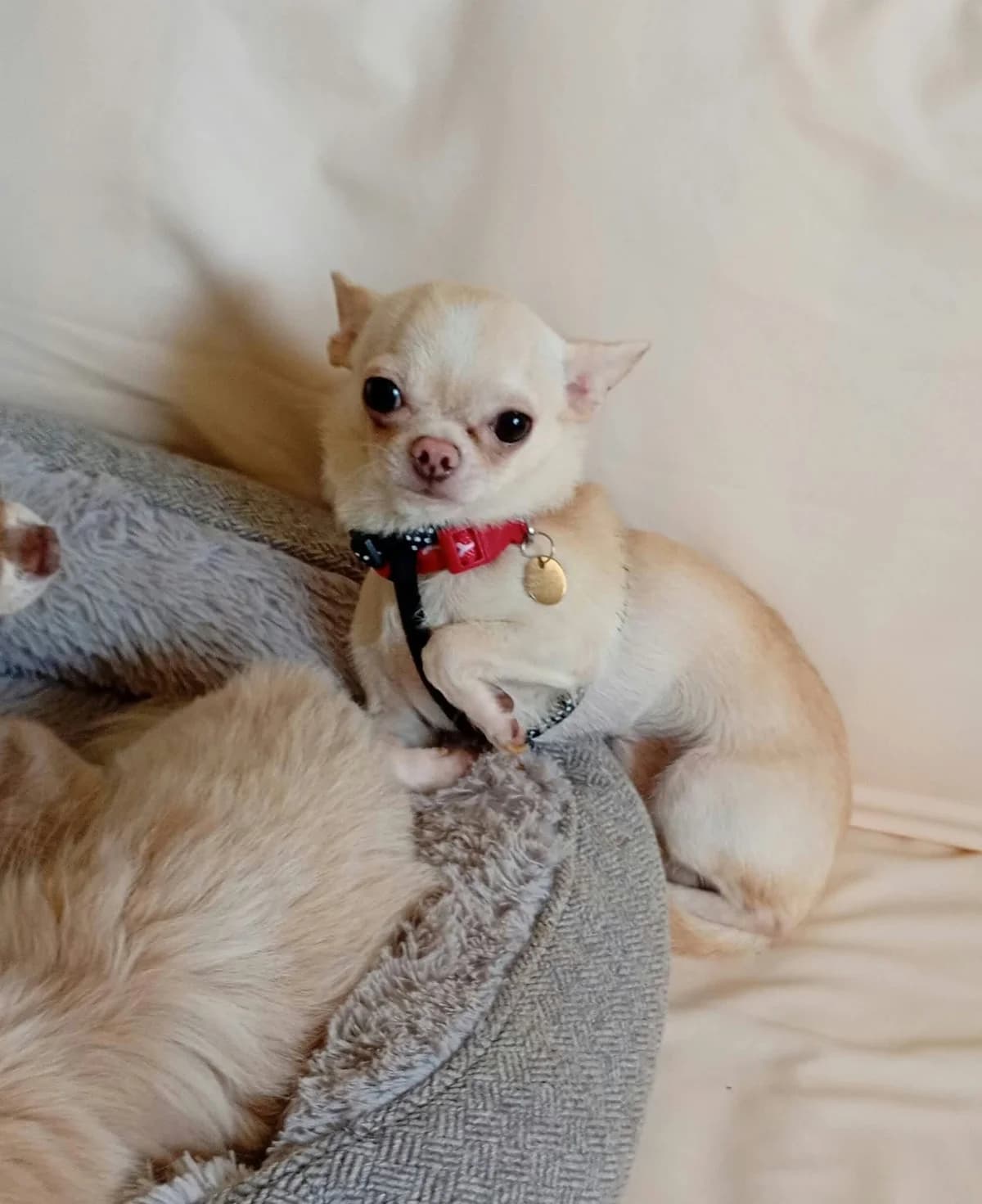 Shadow, male young Chihuahua for adoption at Silver Fox Dog Rescue