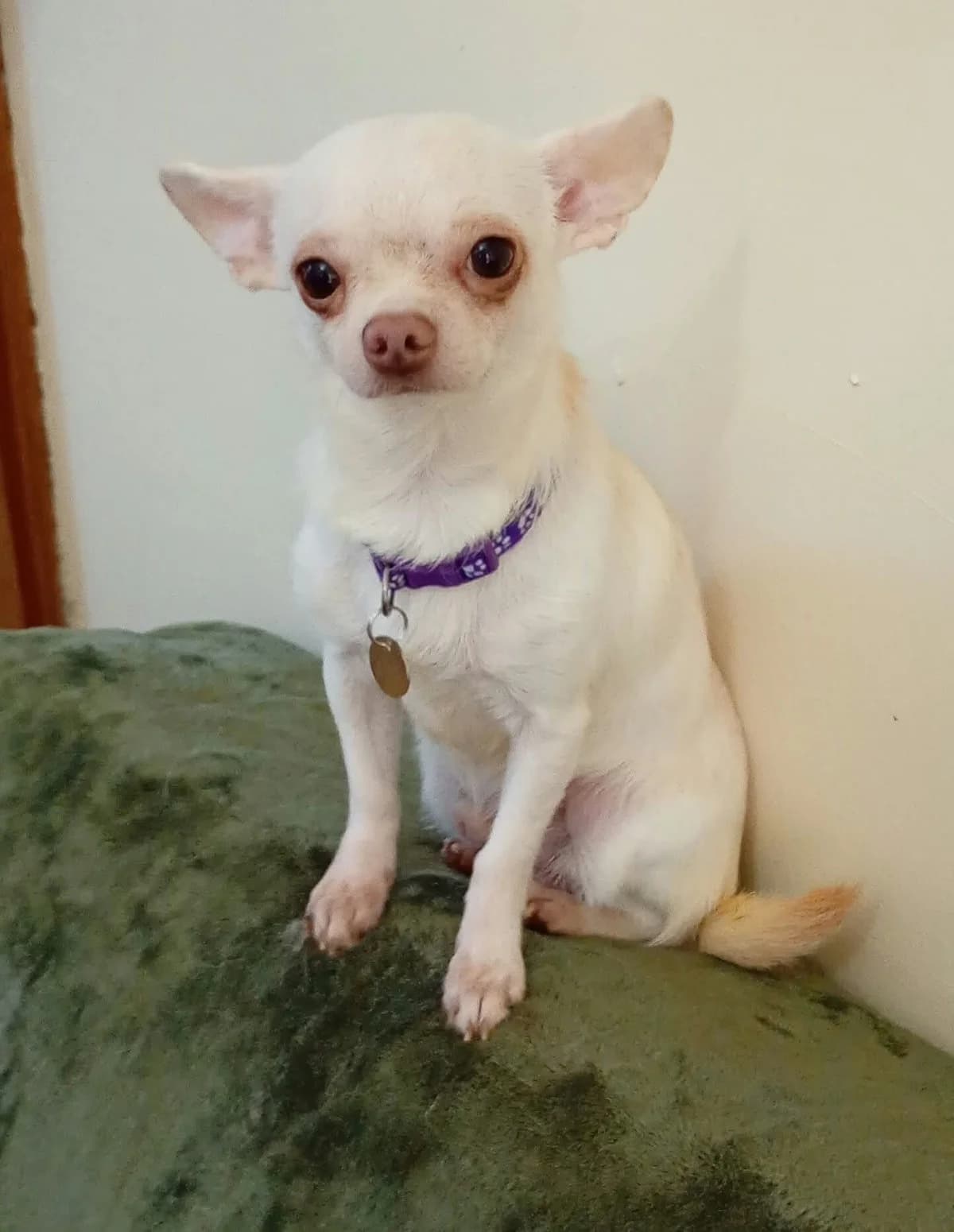 Diego, male 3yo Chihuahua for adoption at Silver Fox Dog Rescue
