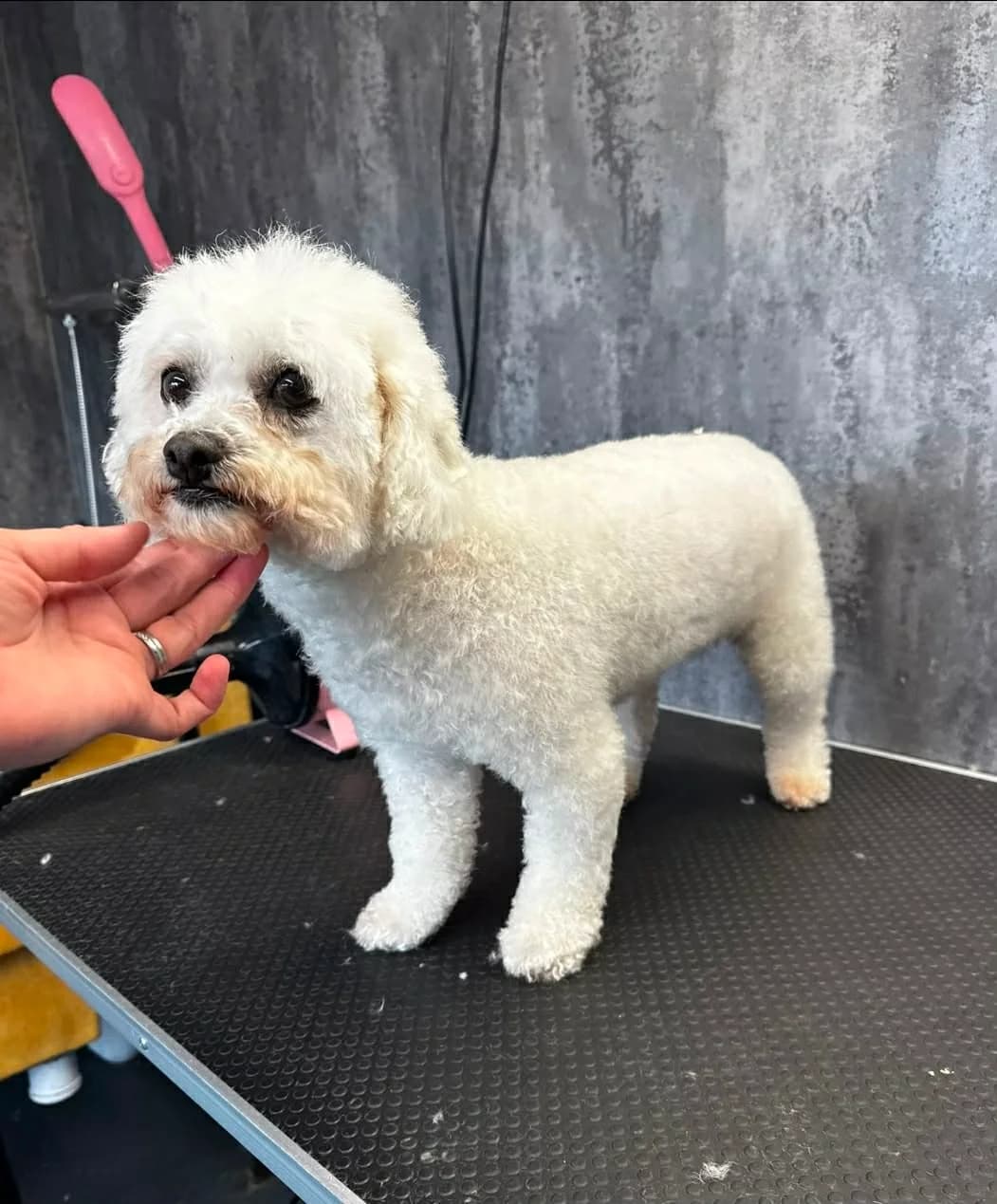 Flossy, female 3yo Bichon Frisé for adoption at Silver Fox Dog Rescue