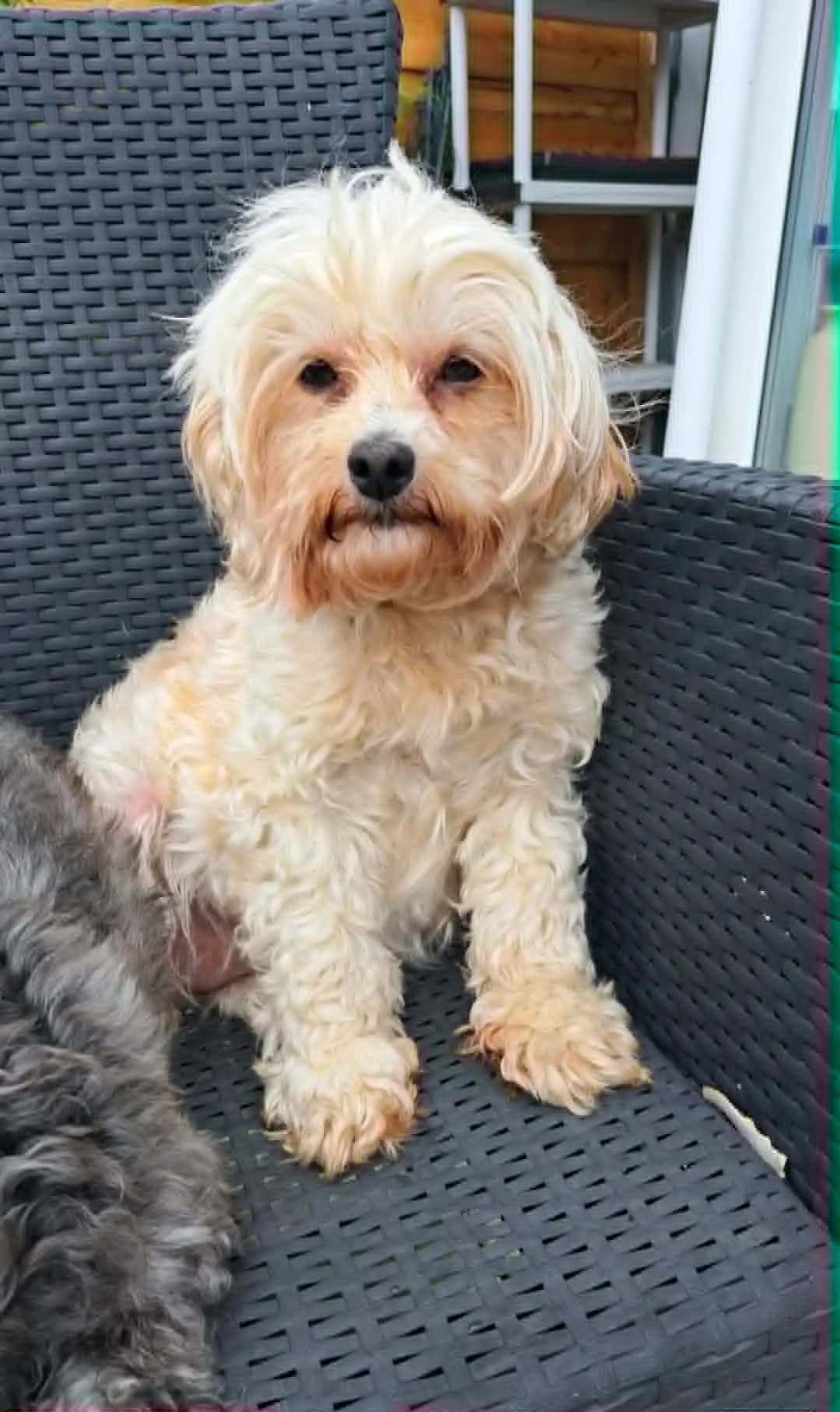 Willow, female 7yo Cavapoo for adoption at Silver Fox Dog Rescue