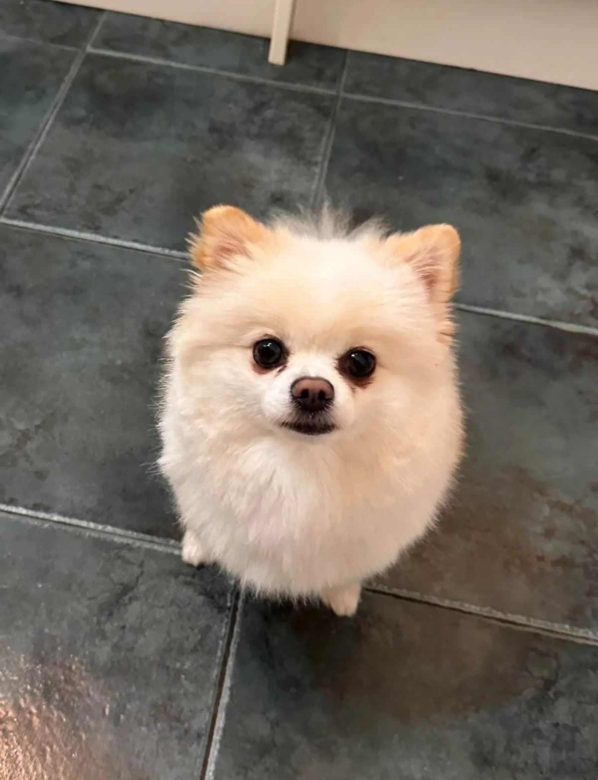 Lilia, female 3yo Pomeranian for adoption at Silver Fox Dog Rescue