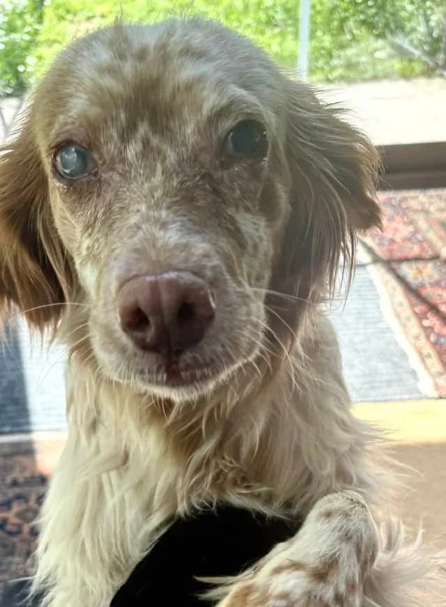 Willow, female young Mixed Breed for adoption at SOS Italian Setters