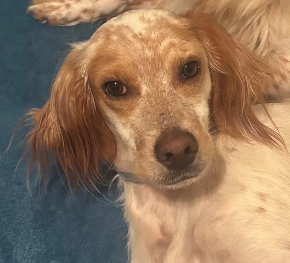 Charlie, male 3yo Mixed Breed for adoption at SOS Italian Setters