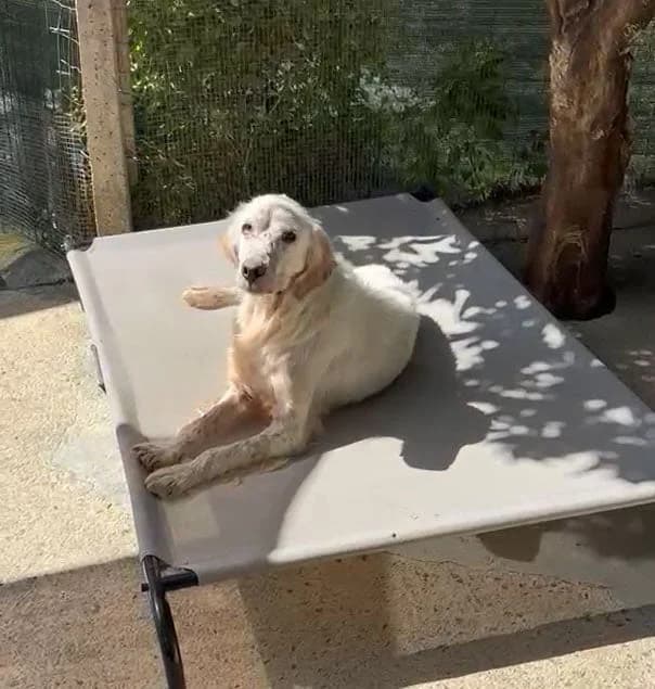 Elmo, male 7yo Mixed Breed for adoption at SOS Italian Setters