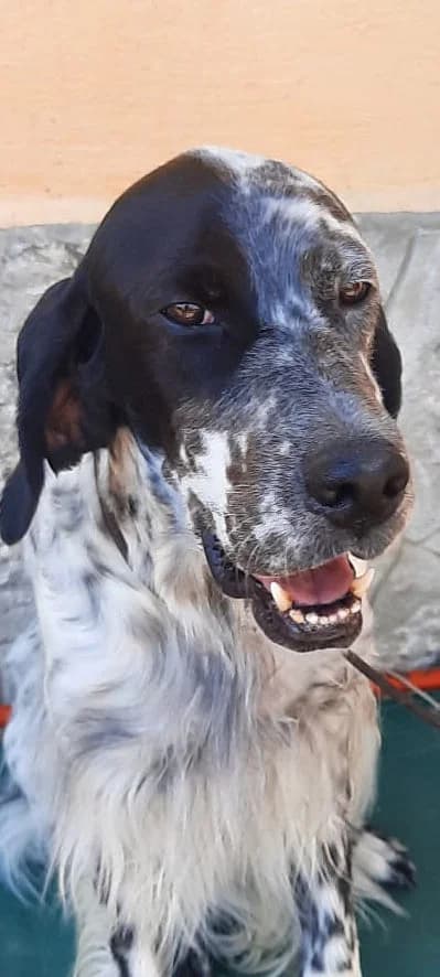 Sofia, female 4yo Mixed Breed for adoption at SOS Italian Setters