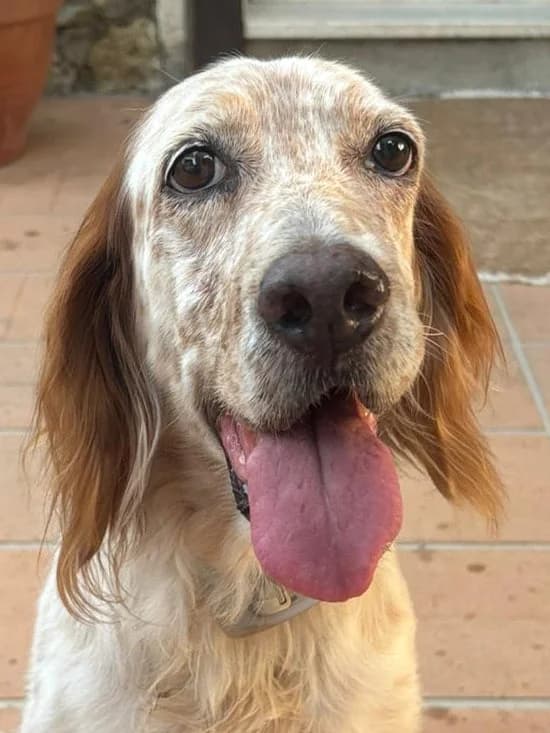 Zoe, female senior Mixed Breed for adoption at SOS Italian Setters