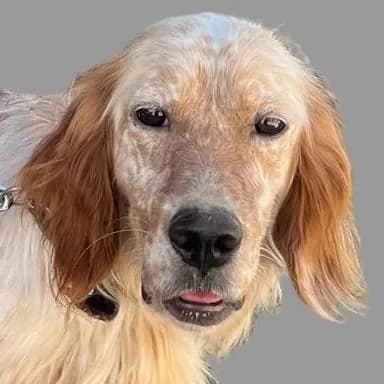Ennio, male 3yo Mixed Breed for adoption at SOS Italian Setters