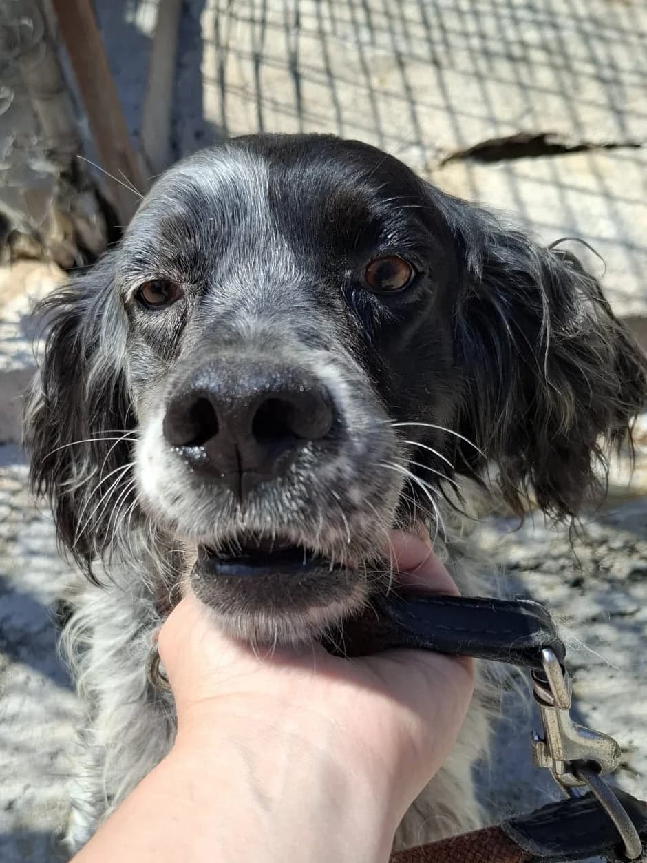 Alcot, male senior Mixed Breed for adoption at SOS Italian Setters