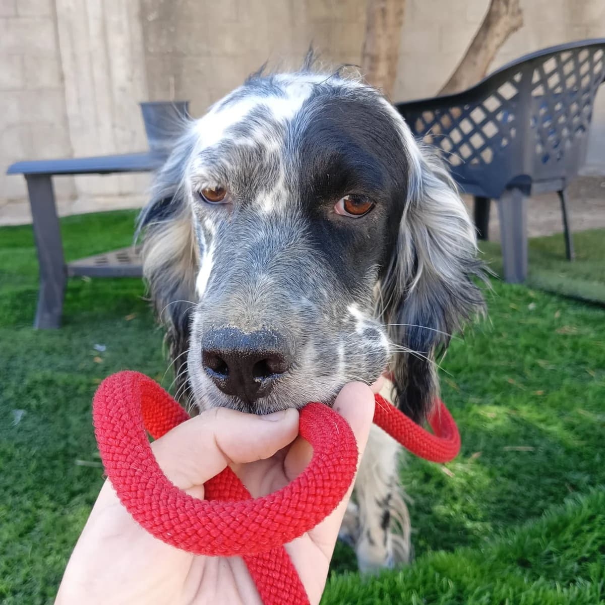 Lory, female 3yo Mixed Breed for adoption at SOS Italian Setters