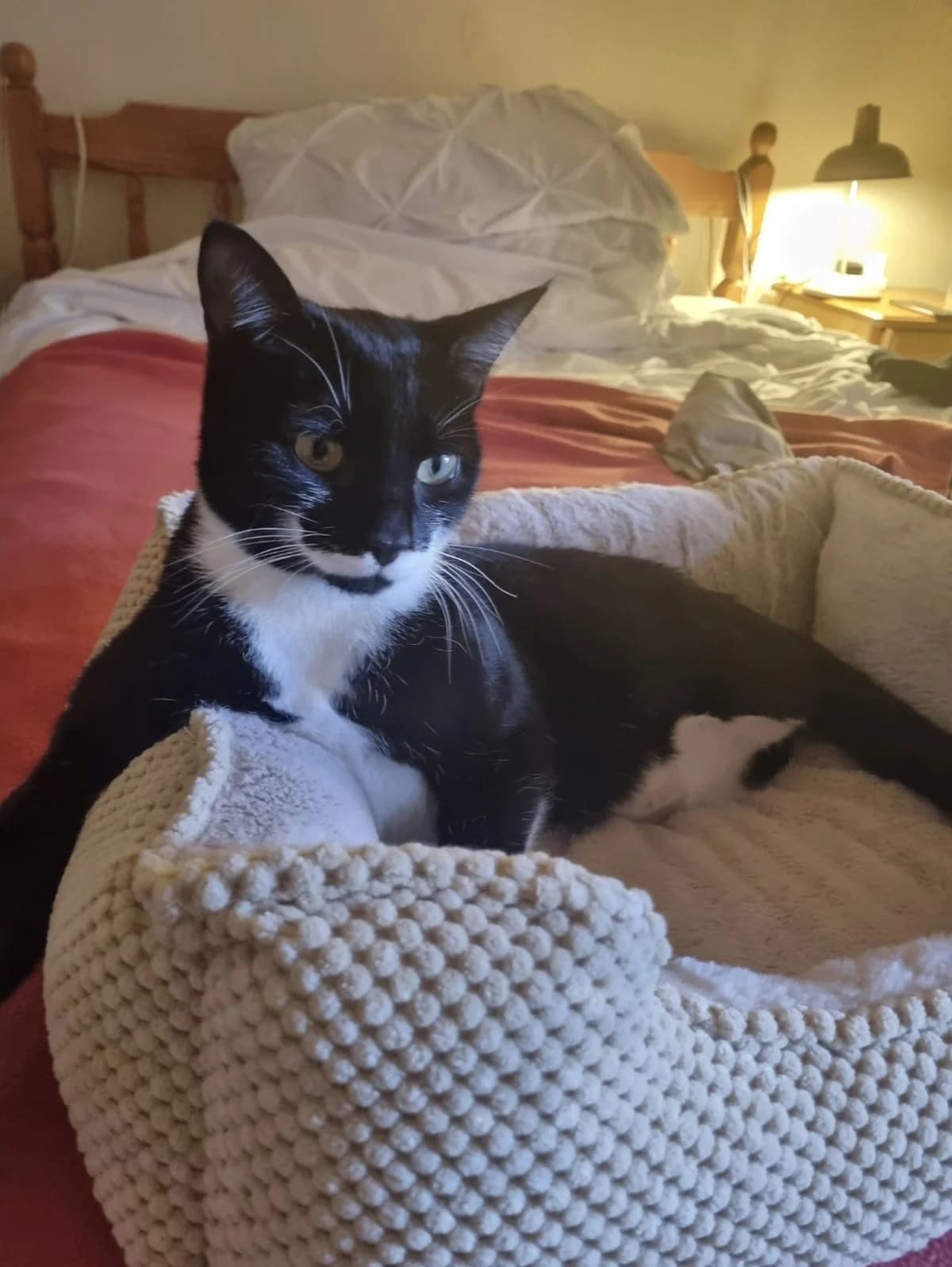 Pringle, young Mixed Breed for adoption at South Devon Cats